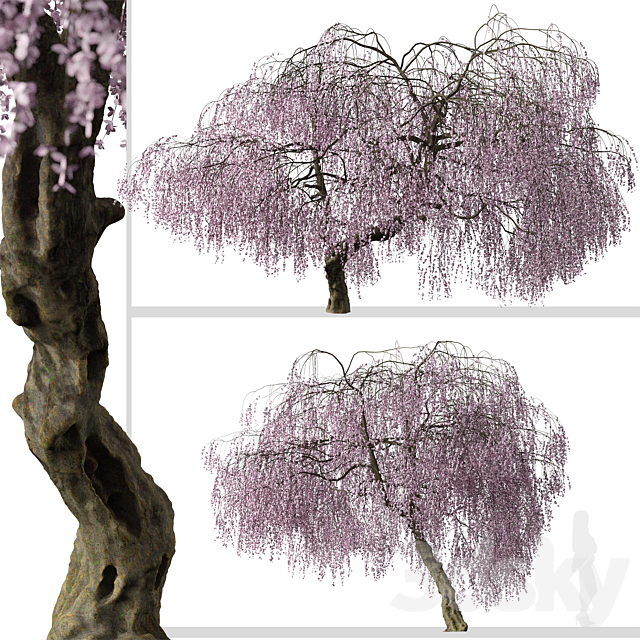 Set of Weeping Cherry Tree (Prunus pendula) (2 Trees) 3ds Max - thumbnail 3