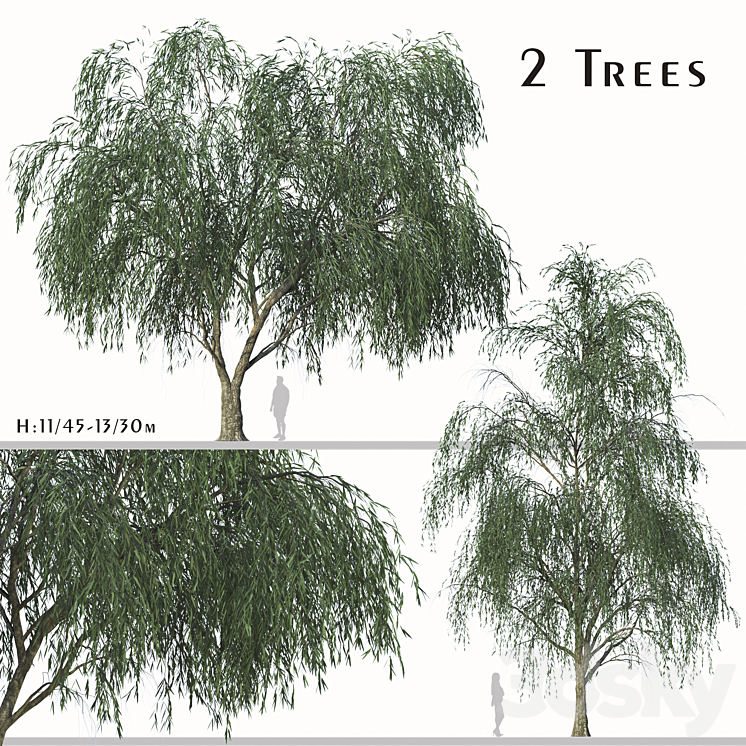 Set of Willow Acacia Tree (Acacia Salicina) (2Trees) 3DS Max - thumbnail 1