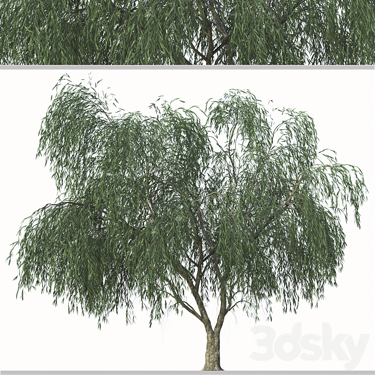 Set of Willow Acacia Tree (Acacia Salicina) (2Trees) 3DS Max - thumbnail 2