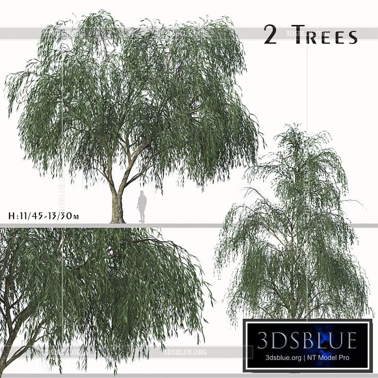 Set of Willow Acacia Tree (Acacia Salicina) (2Trees) 3DS Max - thumbnail 3