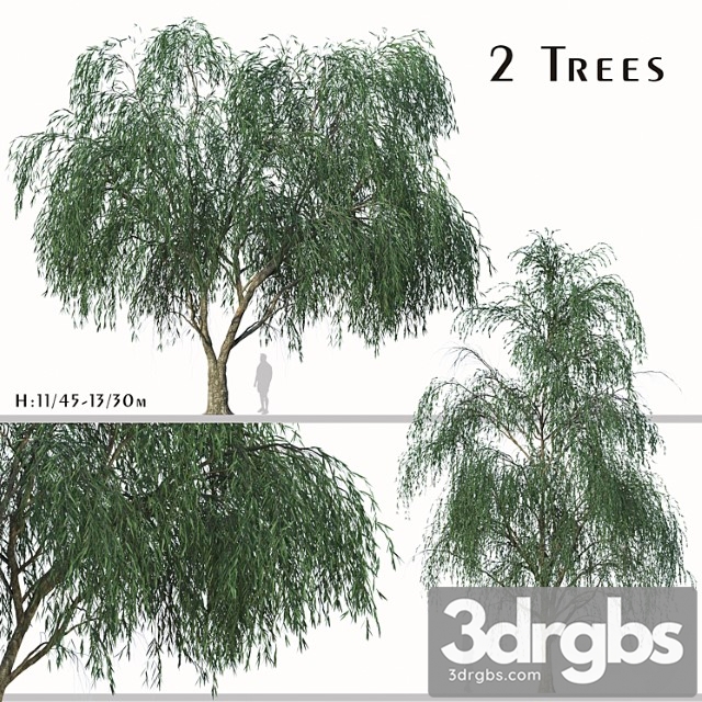 Set Of Willow Acacia Tree Acacia Salicina 2trees 3dsmax Download - thumbnail 1