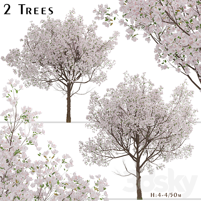 Set of Yoshino Cherry Trees (Prunus yedoensis) (2 Trees) 3ds Max - thumbnail 1