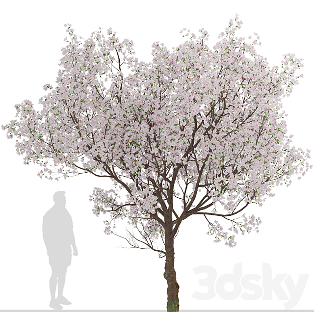 Set of Yoshino Cherry Trees (Prunus yedoensis) (2 Trees) 3ds Max - thumbnail 2