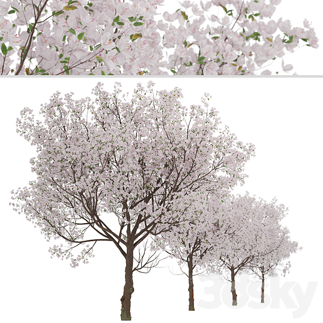 Set of Yoshino Cherry Trees (Prunus yedoensis) (2 Trees) 3ds Max - thumbnail 3