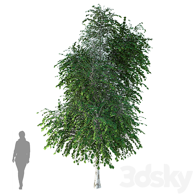 Silver birch (Betula pendula) 3DS Max Model - thumbnail 2