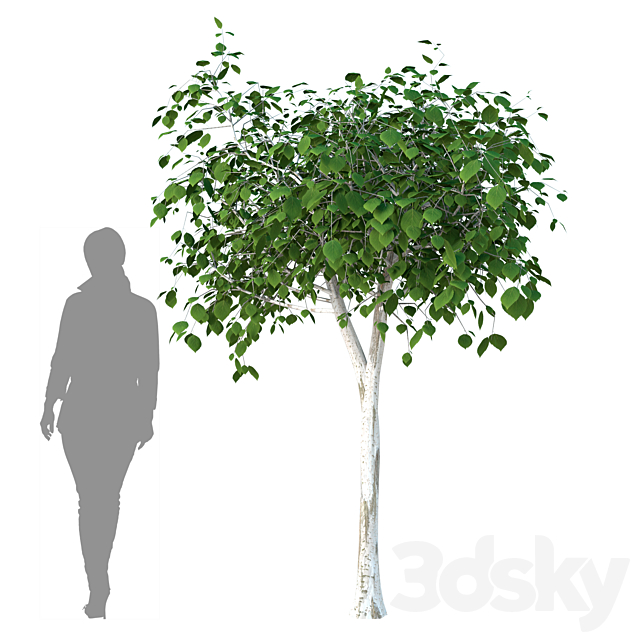 Silver birch (Betula pendula) 3DS Max Model - thumbnail 3