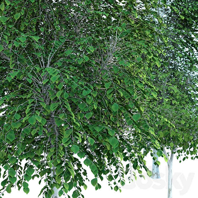 Silver birch (Betula pendula) 3DS Max Model - thumbnail 4