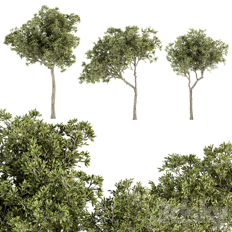 Small Fringe Tree – Set 49 3DS Max - thumbnail 1