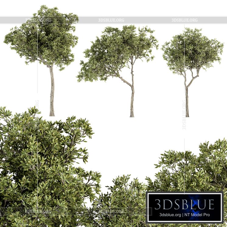 Small Fringe Tree – Set 49 3DS Max - thumbnail 3