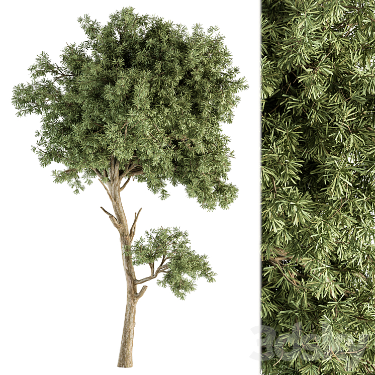 Small Tree Green Maple Needle – Set 71 3DS Max Model - thumbnail 2