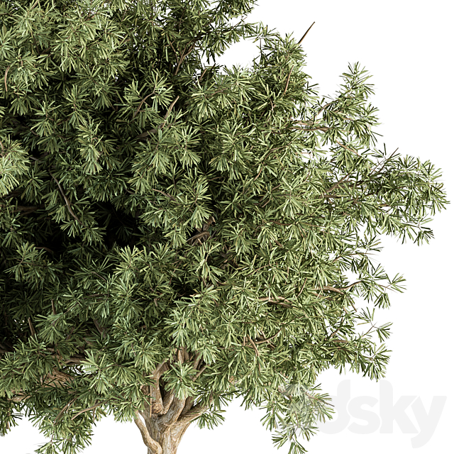 Small Tree Green Maple Needle – Set 71 3DSMax File - thumbnail 4