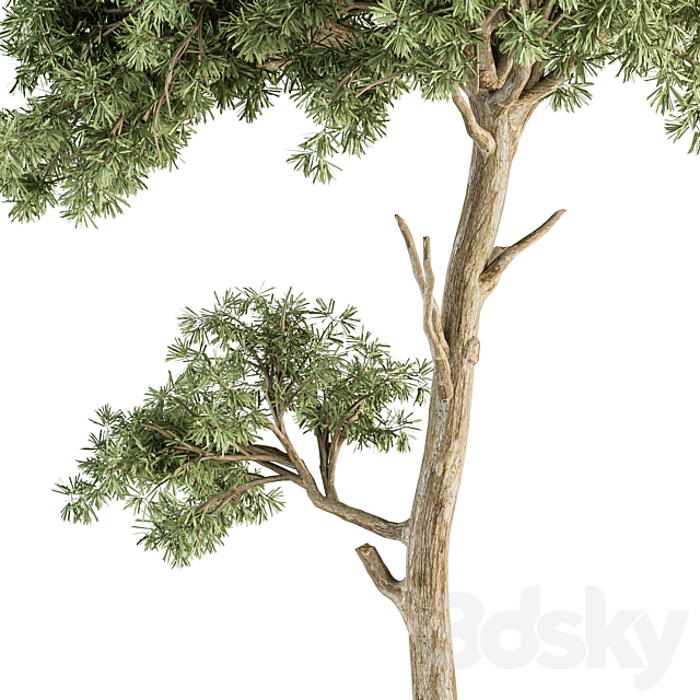 Small Tree Green Maple Needle – Set 71 3DSMax File - thumbnail 5