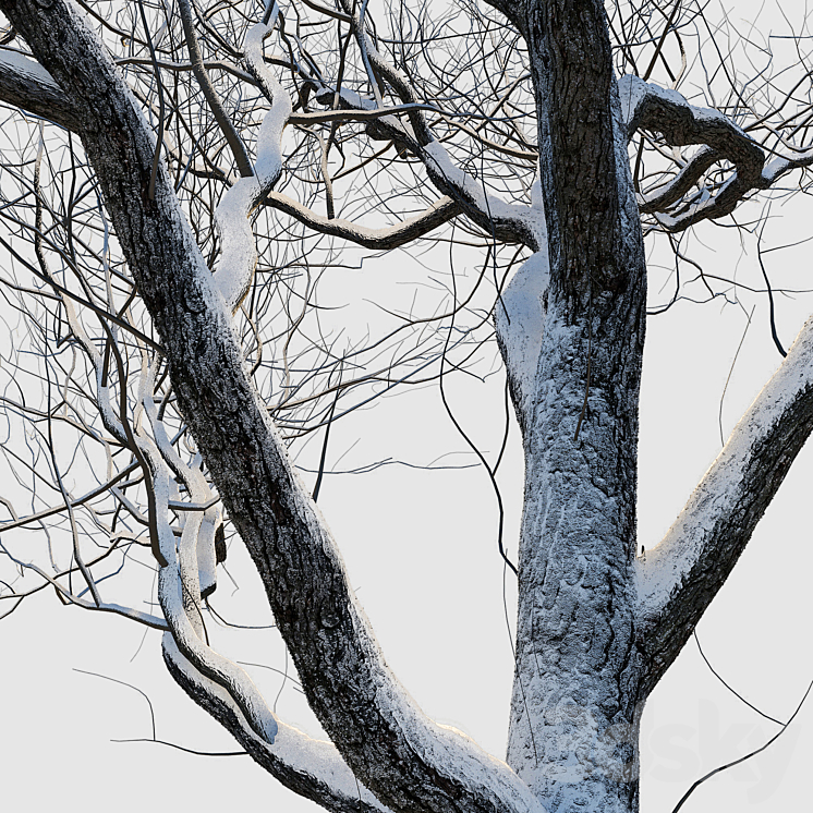 snow-covered trees 3DS Max - thumbnail 2
