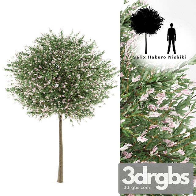 Solid Willow Tree Salih Integra Hakuro Threads 3dsmax Download - thumbnail 1