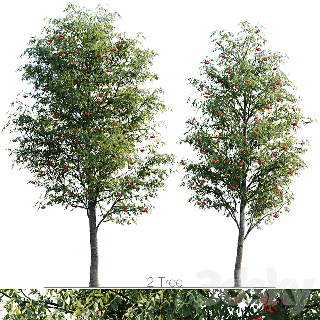 Sorbus 4.5m and 3.8m 3ds Max - thumbnail 1