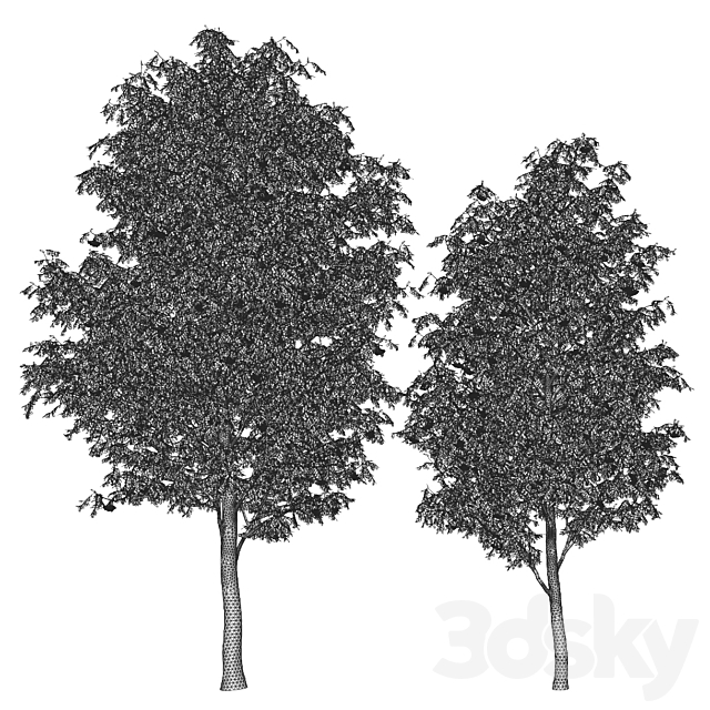 Sorbus 4.5m and 3.8m 3ds Max - thumbnail 3