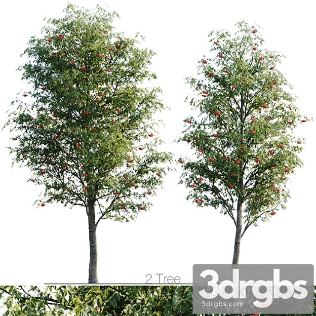 Sorbus 4.5m and 3.8m - thumbnail 1