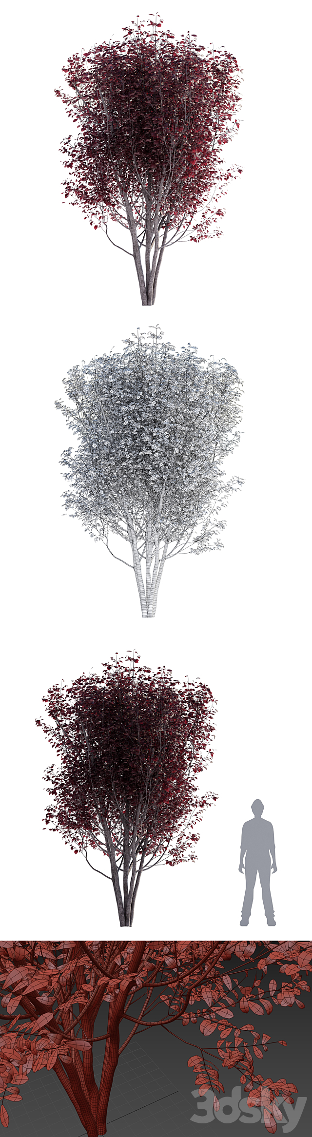 Spread plum | Prunus cerasifera pissardii 3DS Max Model - thumbnail 2