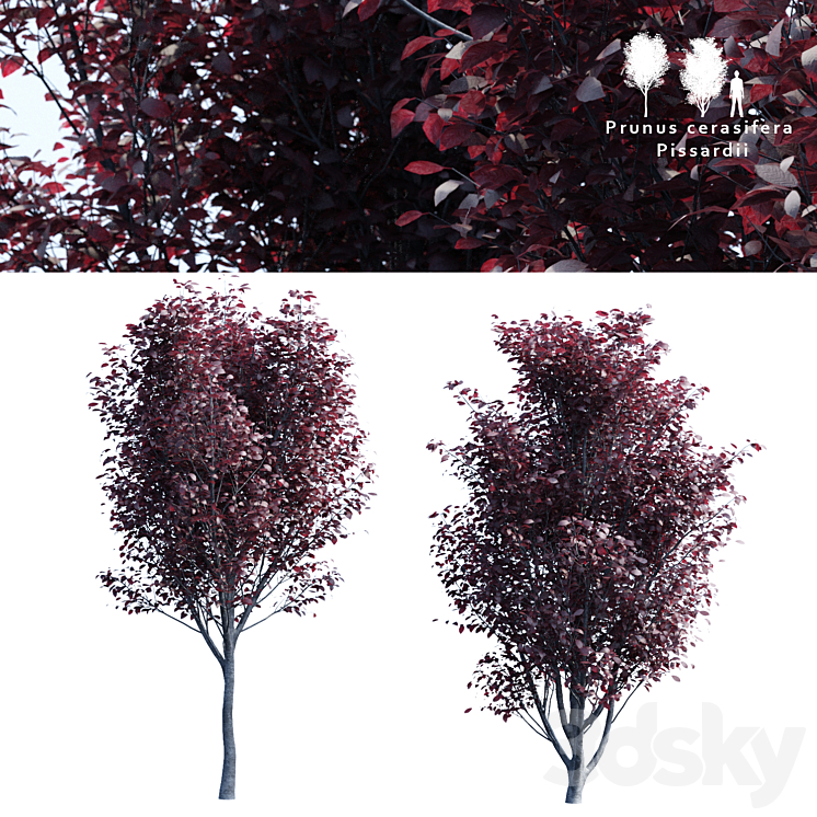 Spread spread 2 trees | Prunus pissardii 3DS Max - thumbnail 1