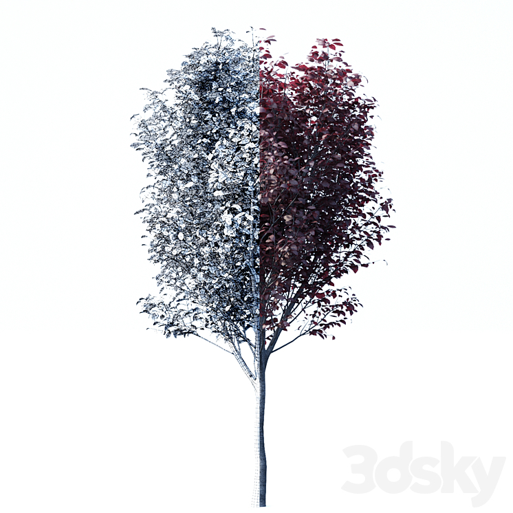 Spread spread 2 trees | Prunus pissardii 3DS Max - thumbnail 2