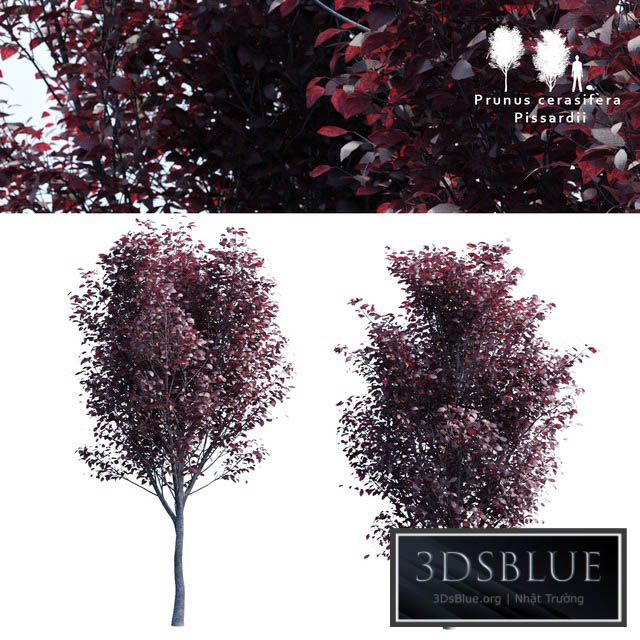 Spread spread 2 trees | Prunus pissardii 3DS Max - thumbnail 3