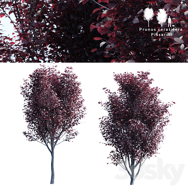 Spread spread 2 trees | Prunus pissardii 3DSMax File - thumbnail 1