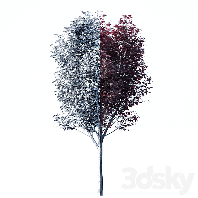 Spread spread 2 trees | Prunus pissardii 3DSMax File - thumbnail 2