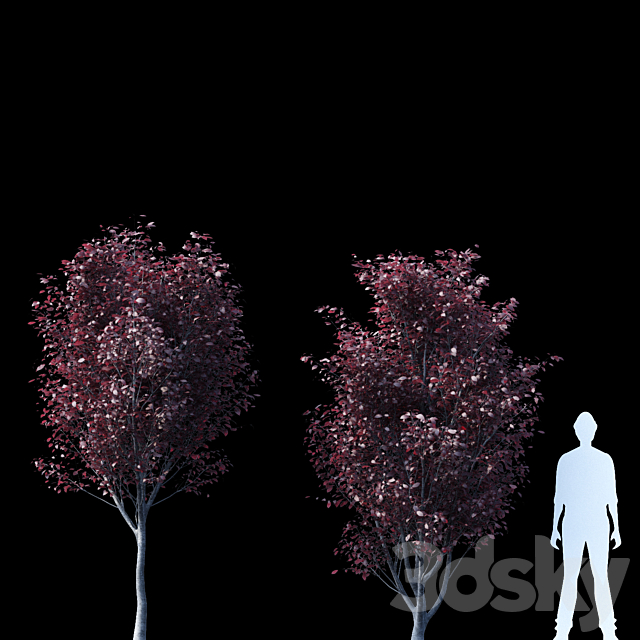 Spread spread 2 trees | Prunus pissardii 3DSMax File - thumbnail 3