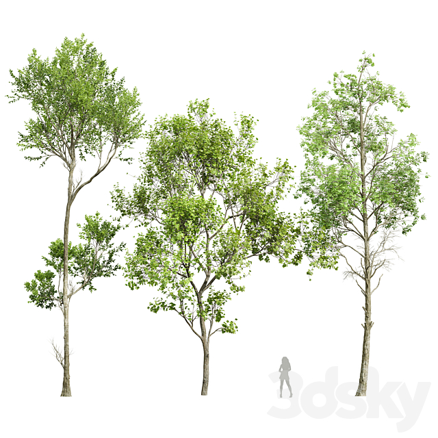 spring trees 2 3ds Max - thumbnail 1