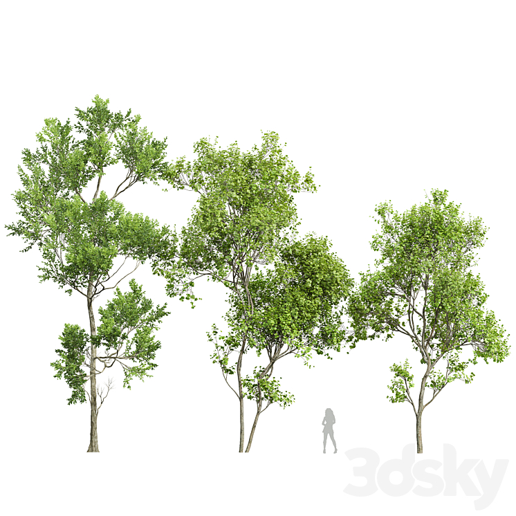 Spring trees Acer Saccharinum and Fagus Grandifolia 3DS Max Model - thumbnail 1