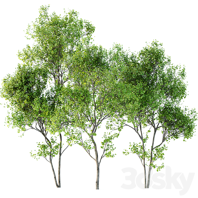 spring trees Maidenhair Ginkgo Biloba and Acer Saccharinum 3ds Max - thumbnail 2