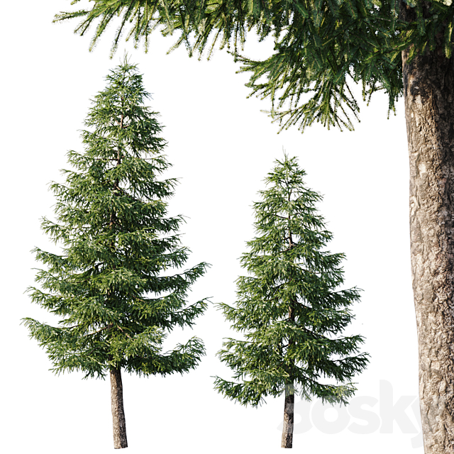 Spruce (12.5m and 9.5m) 3DSMax File - thumbnail 1