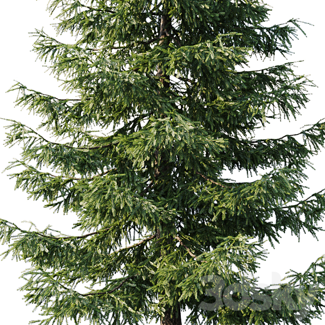 Spruce (12.5m and 9.5m) 3DSMax File - thumbnail 2