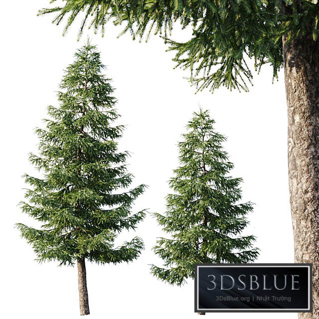 Spruce (125m and 95m) 3DS Max - thumbnail 3