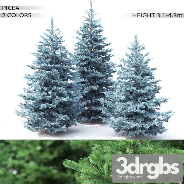 Spruce 2 3dsmax Download - thumbnail 1