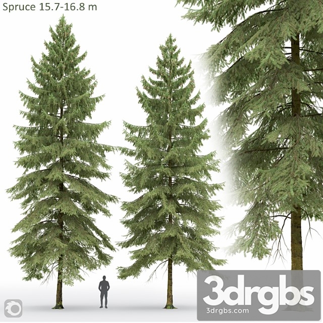 Spruce 2 - thumbnail 1