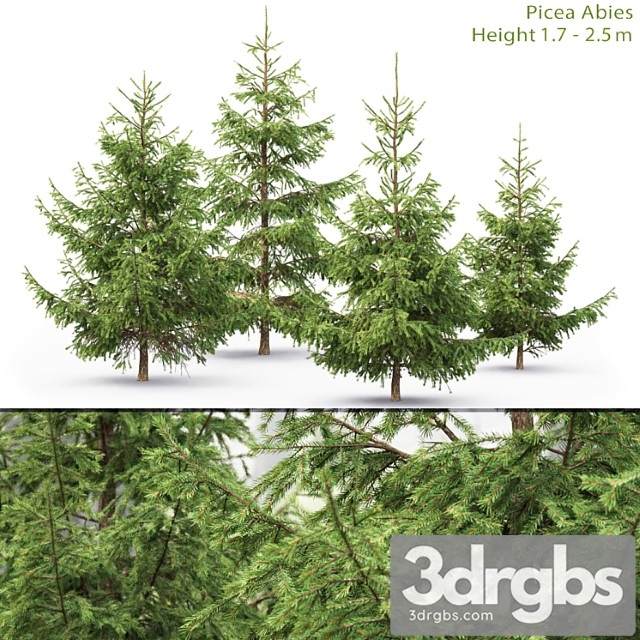 Spruce 20 3dsmax Download - thumbnail 1