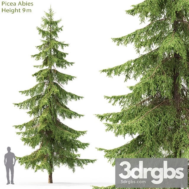 Spruce 22 3dsmax Download - thumbnail 1