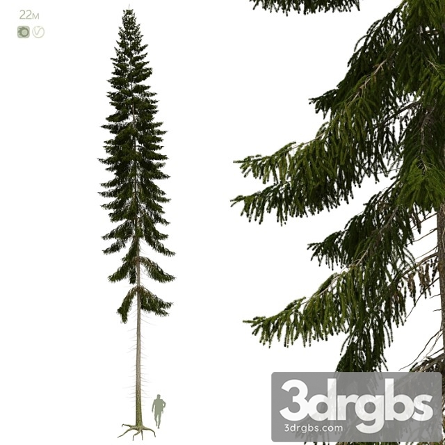 Spruce 22m - thumbnail 1