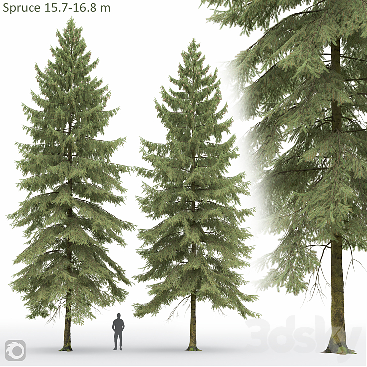 Spruce 3DS Max Model - thumbnail 1