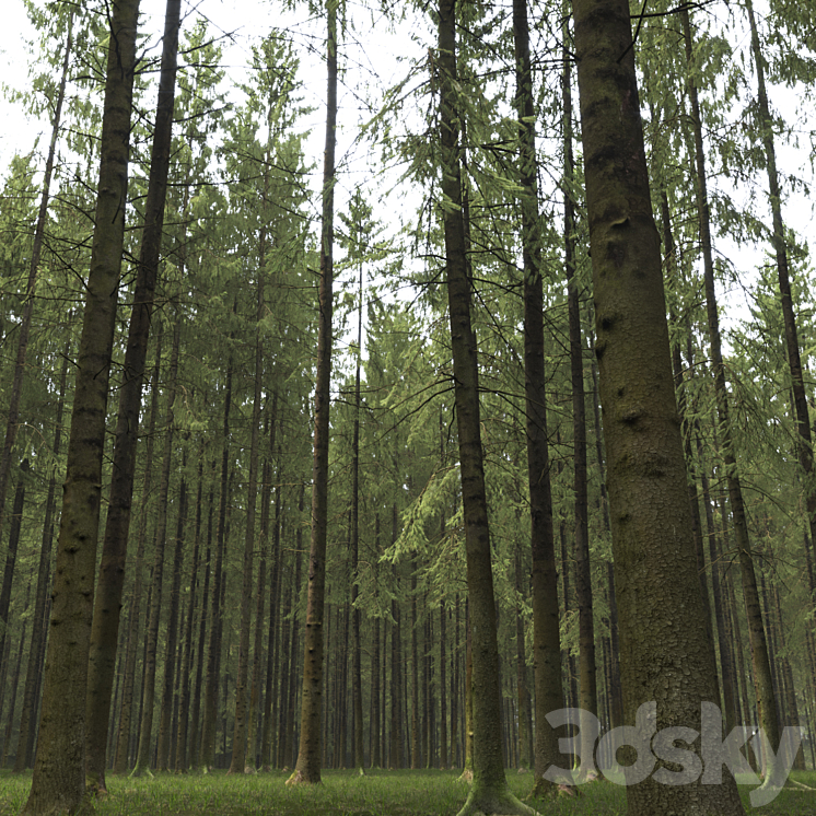 Spruce 3DS Max Model - thumbnail 2