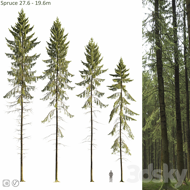 Spruce 3DS Max Model - thumbnail 3