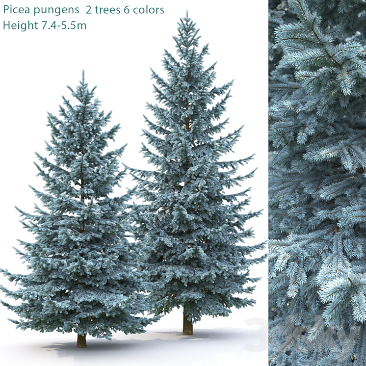 Spruce 3DS Max - thumbnail 1