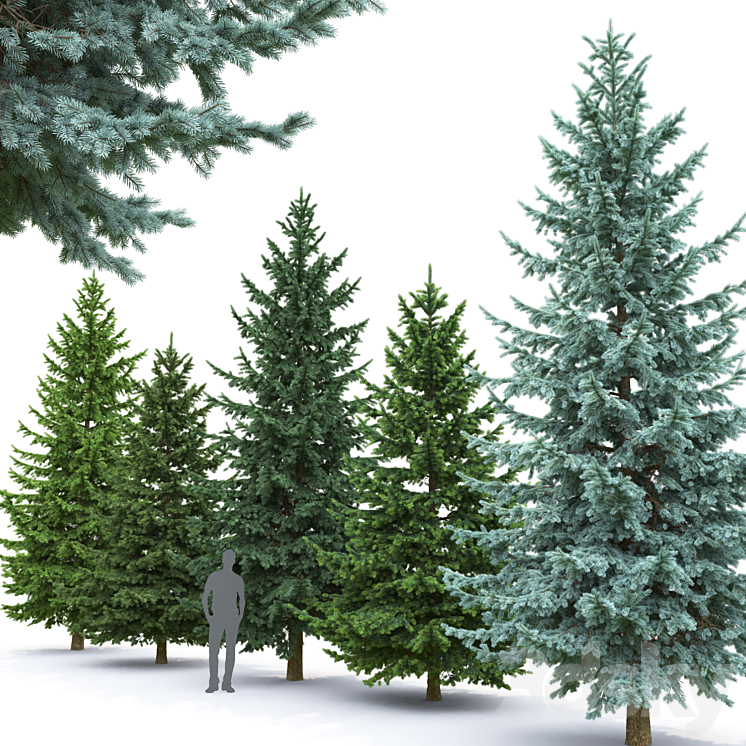 Spruce 3DS Max - thumbnail 2