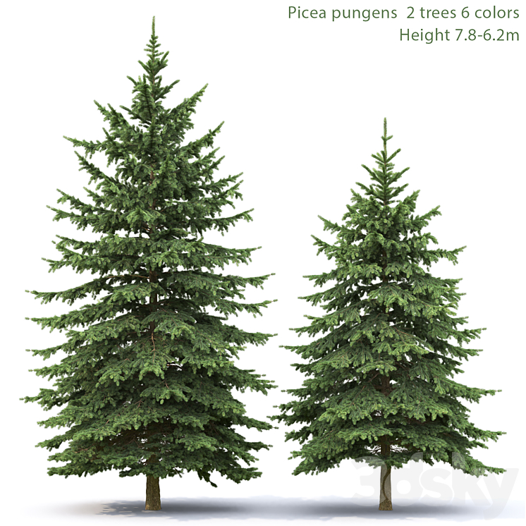 Spruce 3DS Max - thumbnail 1