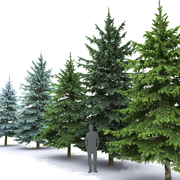 Spruce 3DS Max - thumbnail 2