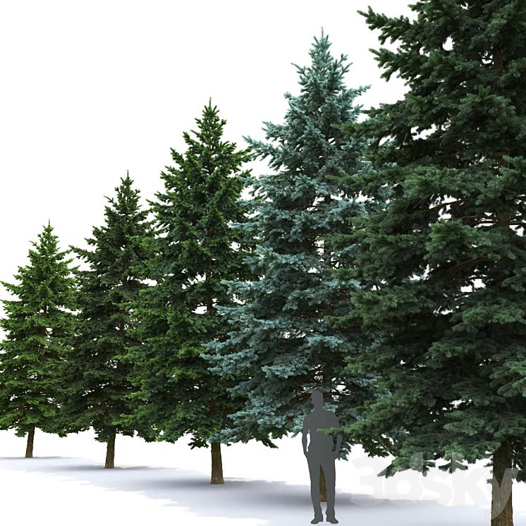 Spruce 3DS Max - thumbnail 2