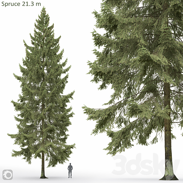 Spruce 3ds Max - thumbnail 1