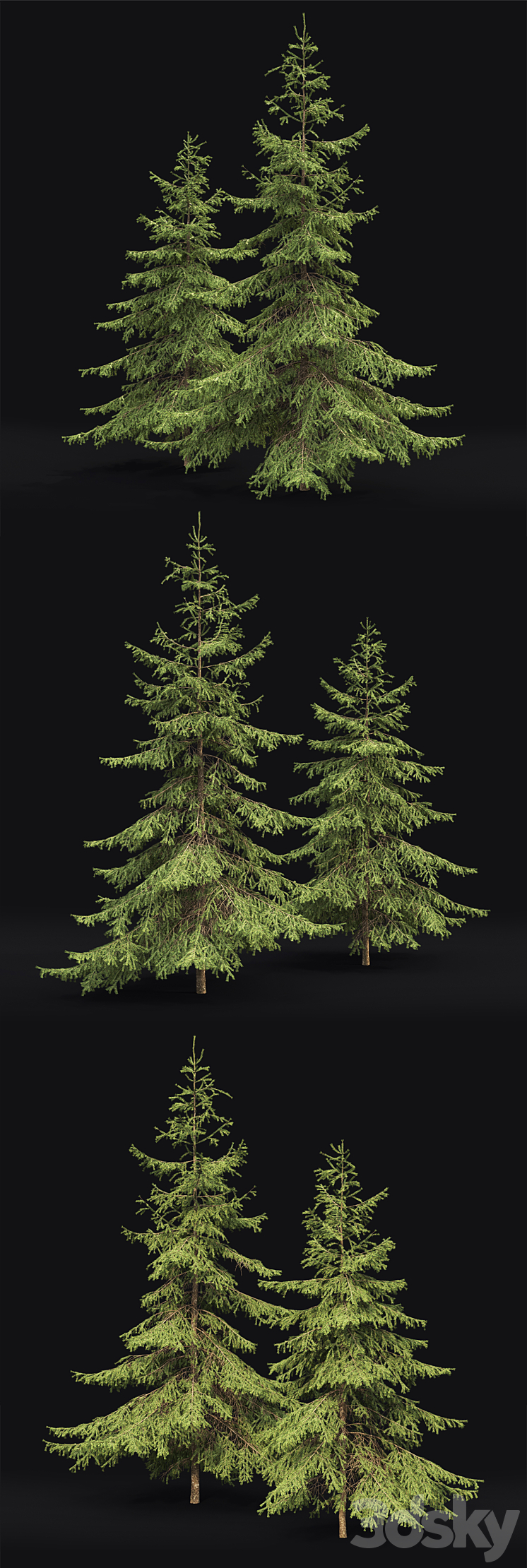 Spruce 3DS Max - thumbnail 2