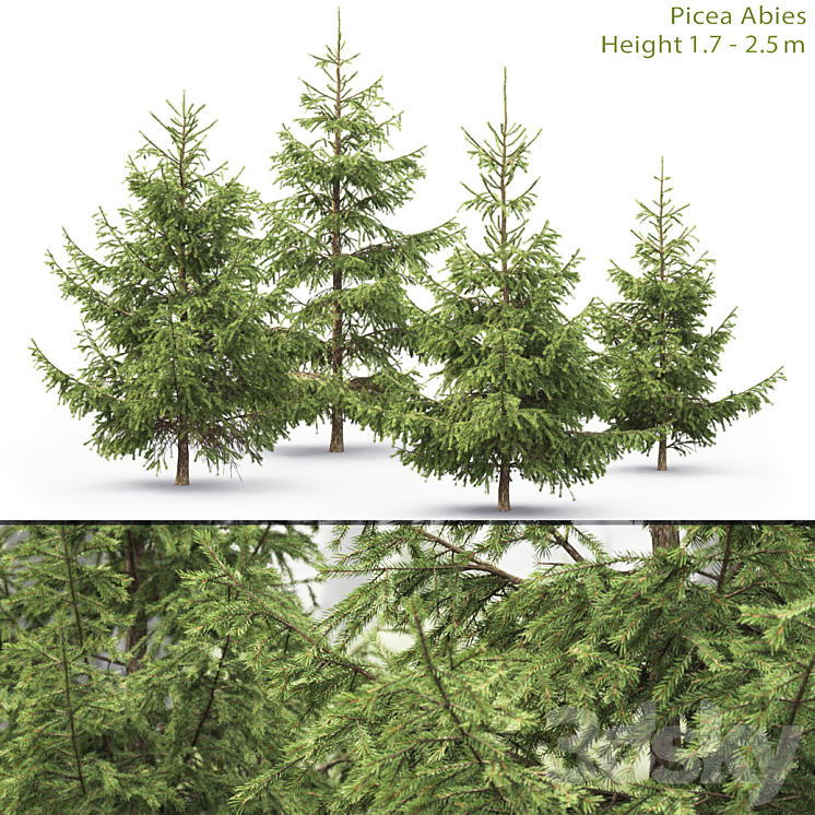 Spruce 3DS Max - thumbnail 1